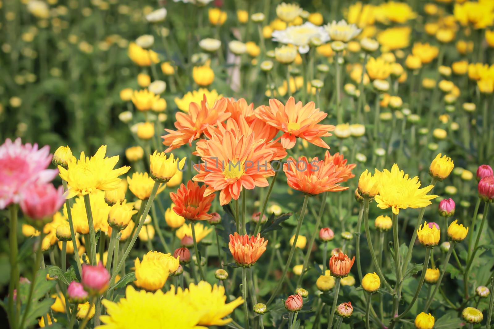 chrysanthemum Flowers in garden by powerbeephoto