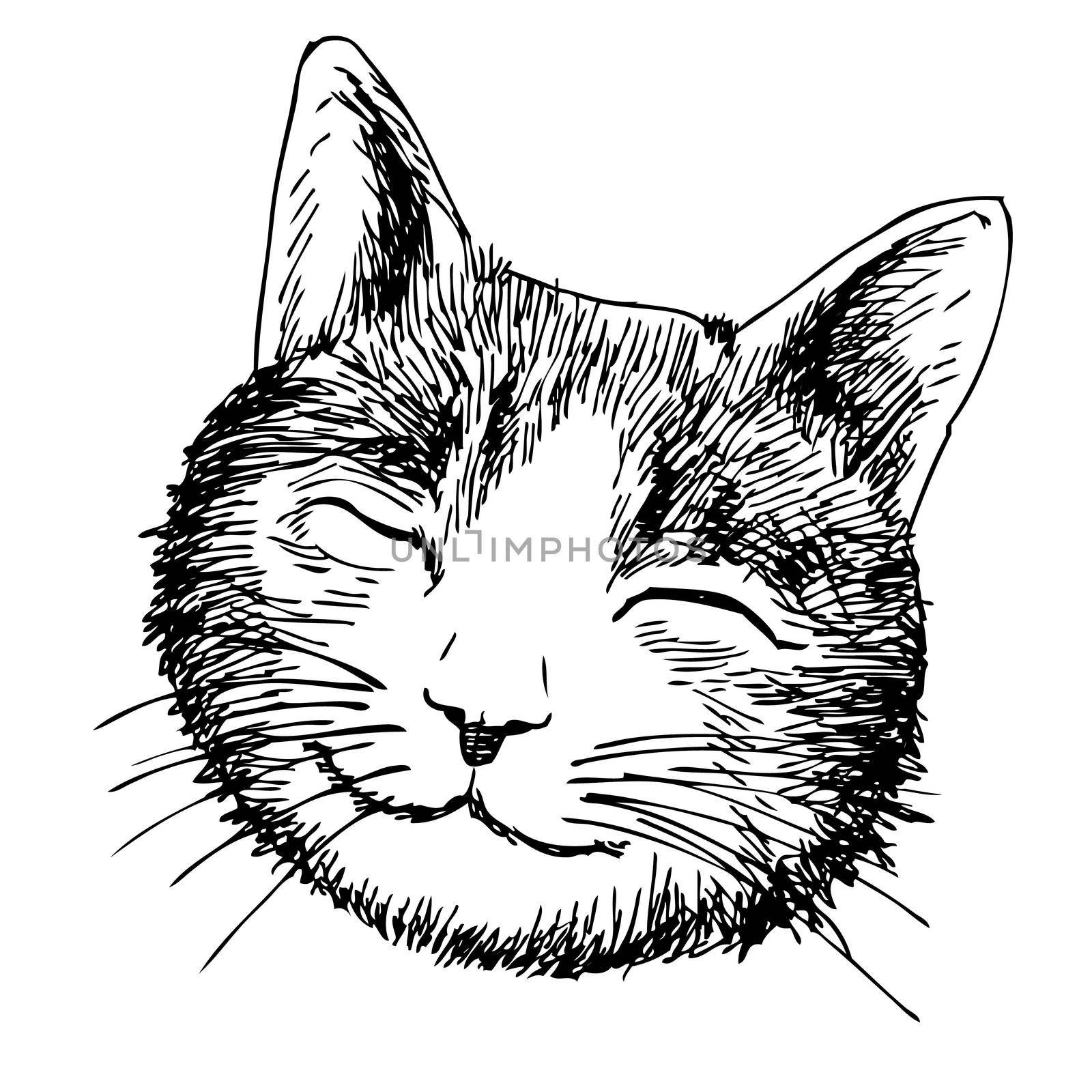 freehand sketch of smile cat head hand drawn on white background