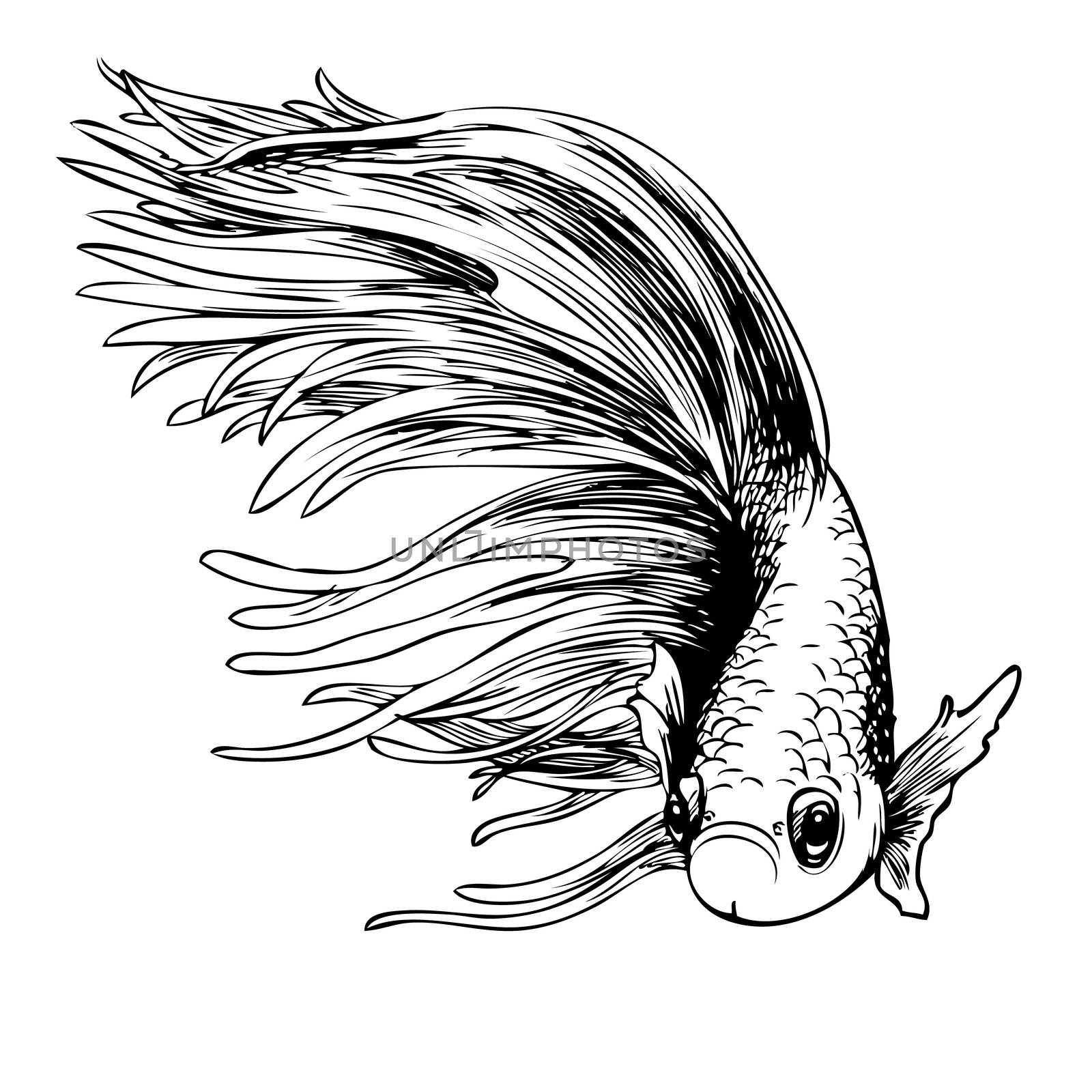 freehand sketch illustration of Betta splendens, Siamese fighting fish doodle hand drawn
