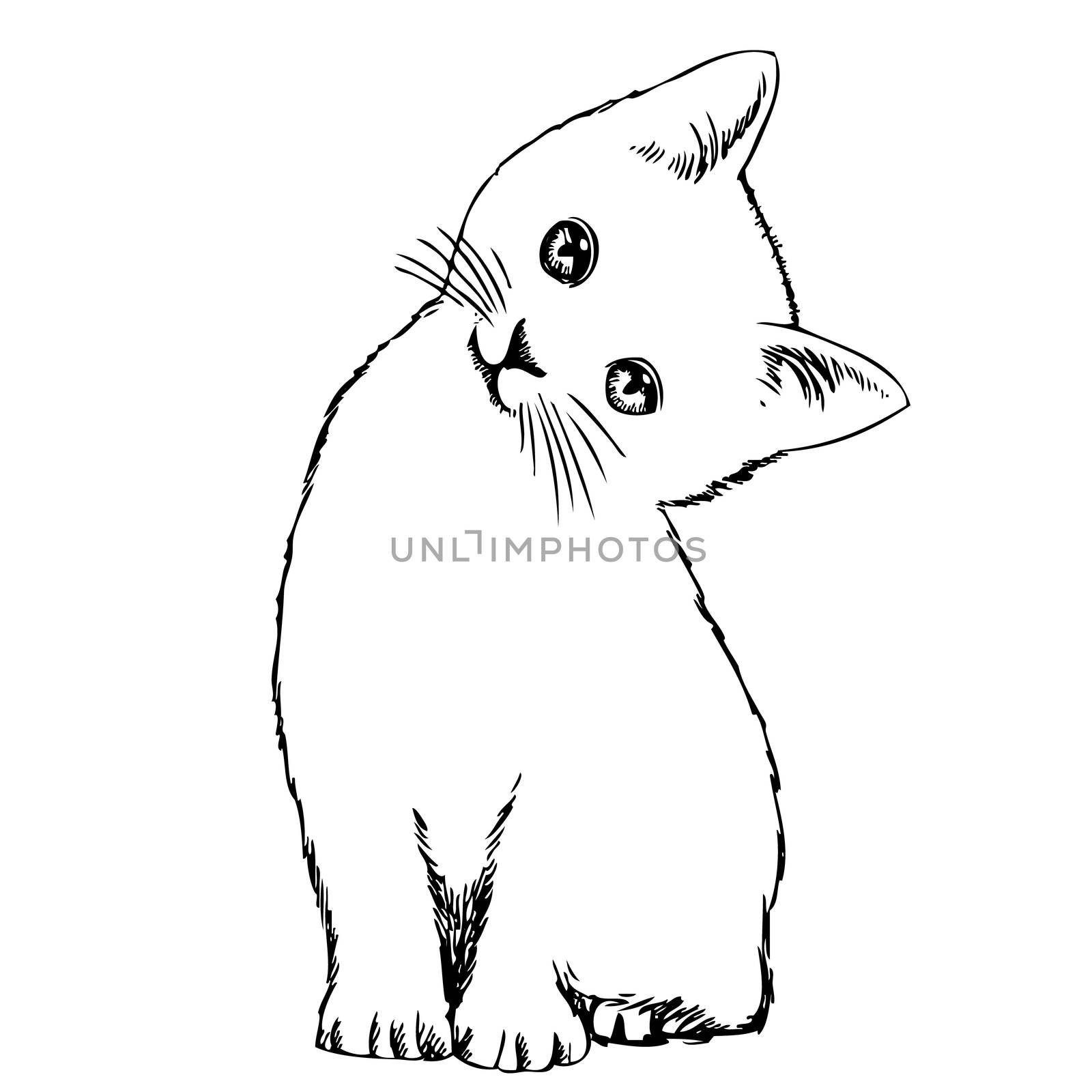 freehand sketch illustration of cat, kitten , outline, doodle hand drawn