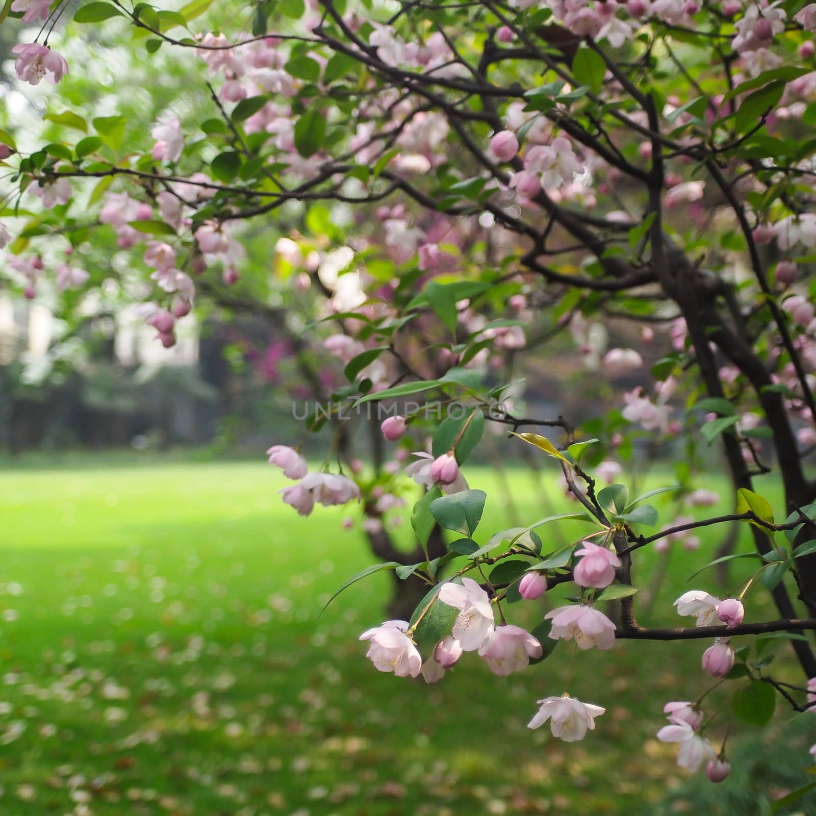 beautiful pink flowers with green garden in shallow depth of field style