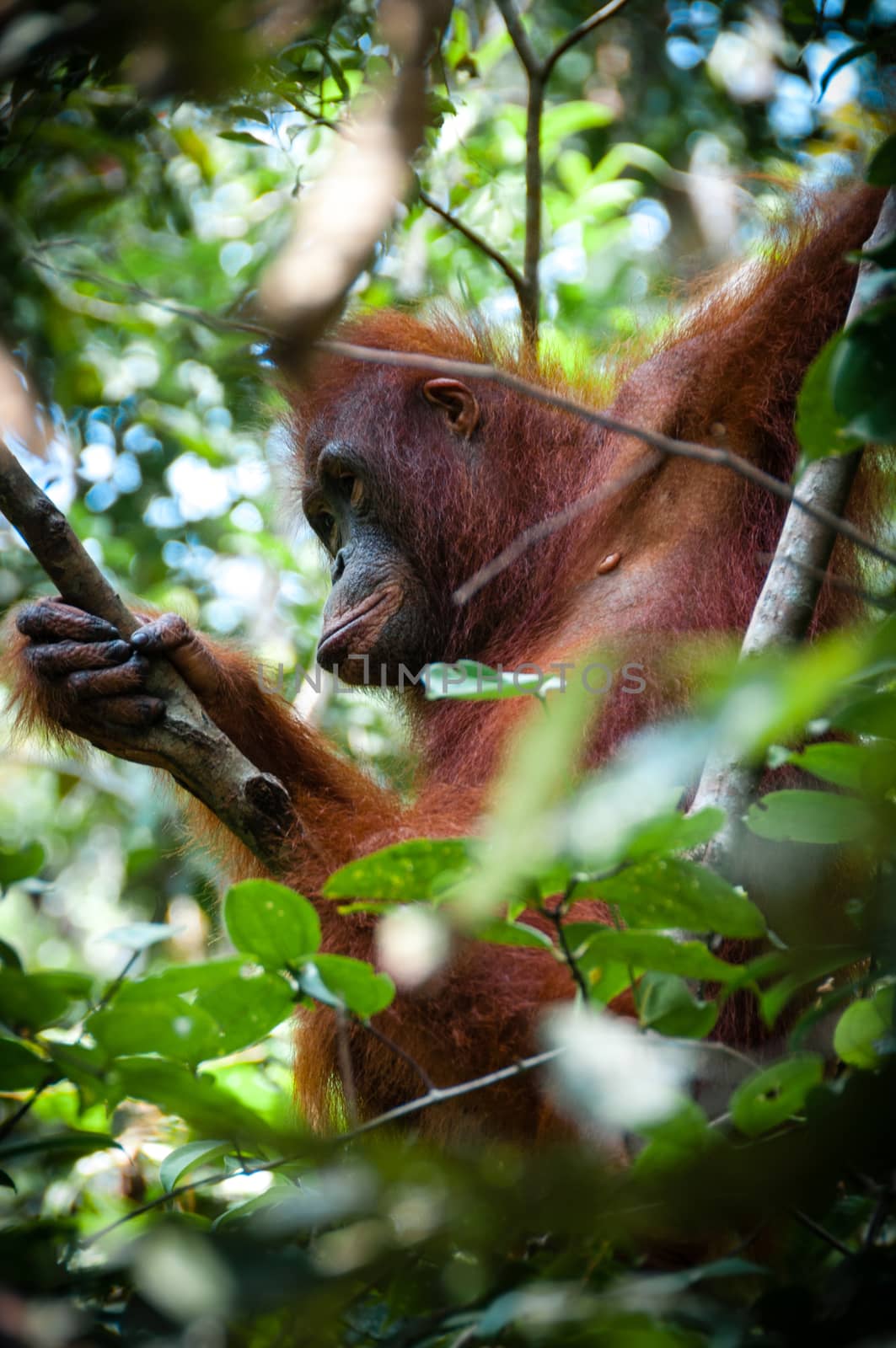 Orang Utan female sitting on a tree in national park Tanjung Puting Kalimantan Borneo Indonesia