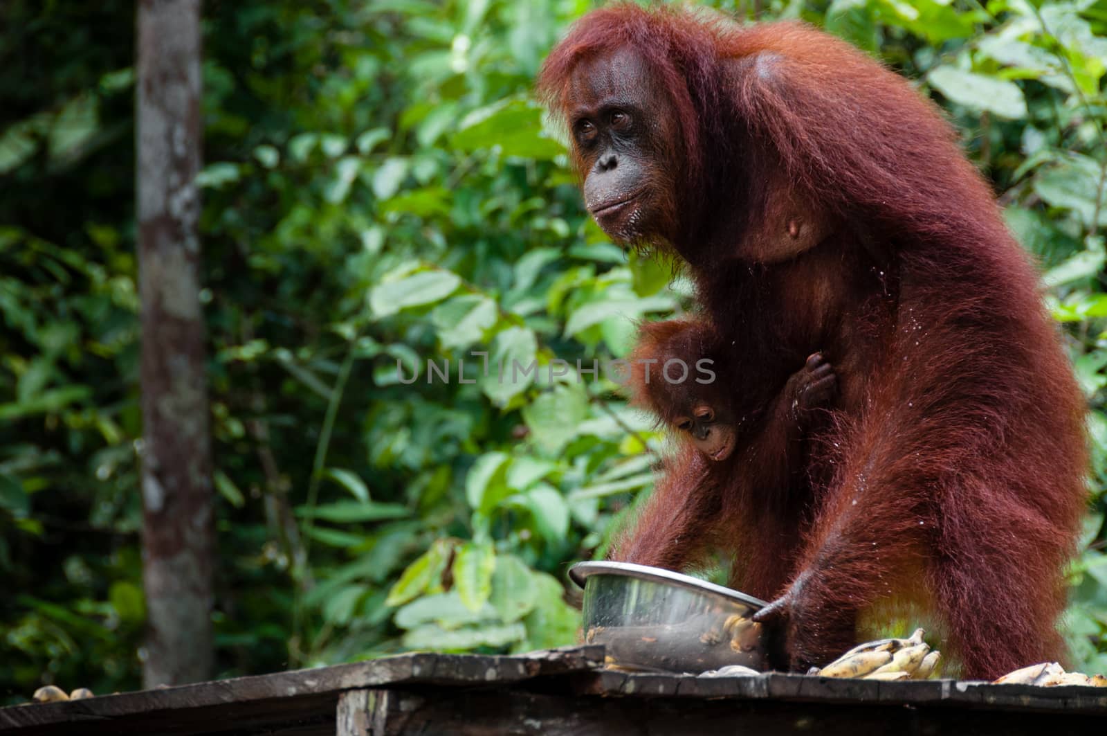 Orang Utan eating Bananas in national park Tanjung Puting Kalimantan Borneo Indonesia