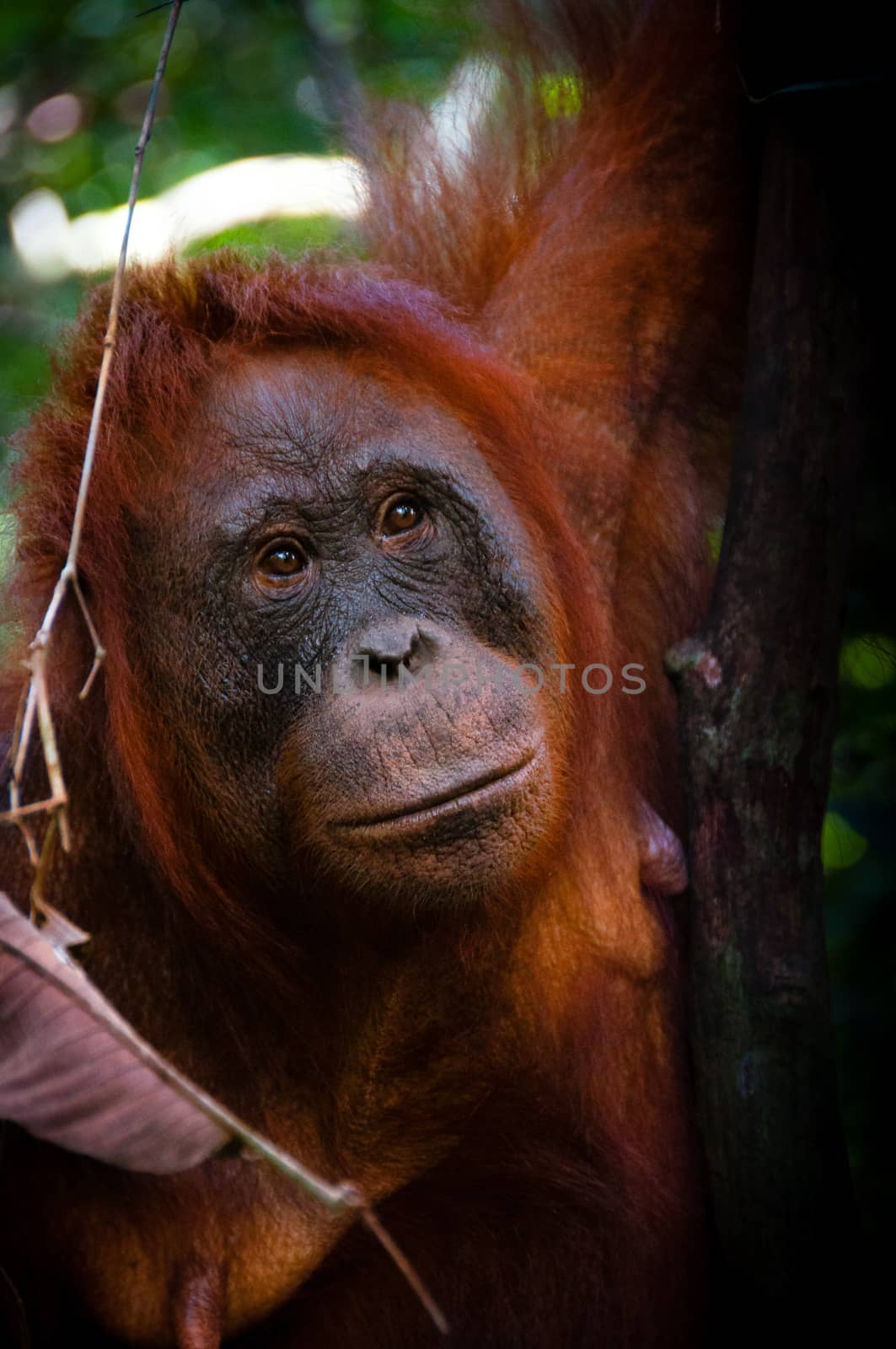 Orang Utan female face watching in  Tanjung Puting national park Kalimantan Borneo Indonesia