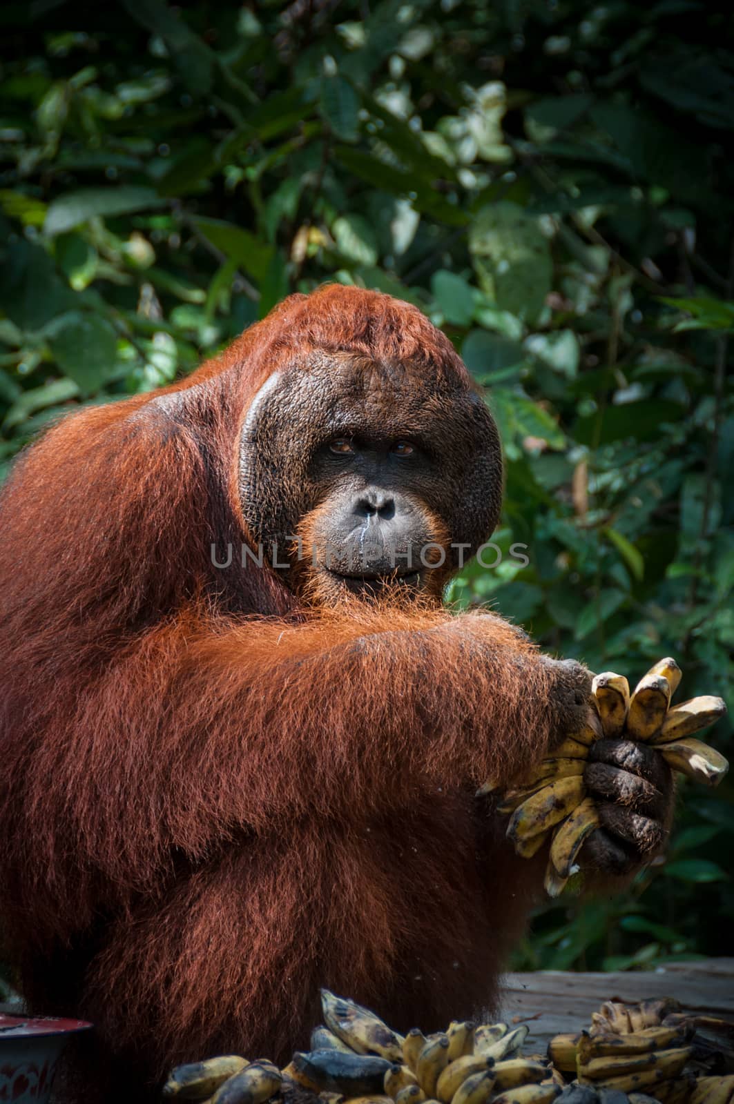 Orang Utan alpha male with bananas in Kalimantan Tanjung Puting national park Borneo Indonesia