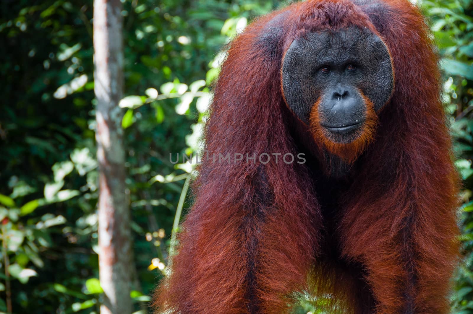 Orang Utan alpha male standing in Tanjung Puting National Park Kalimantan Borneo Indonesia