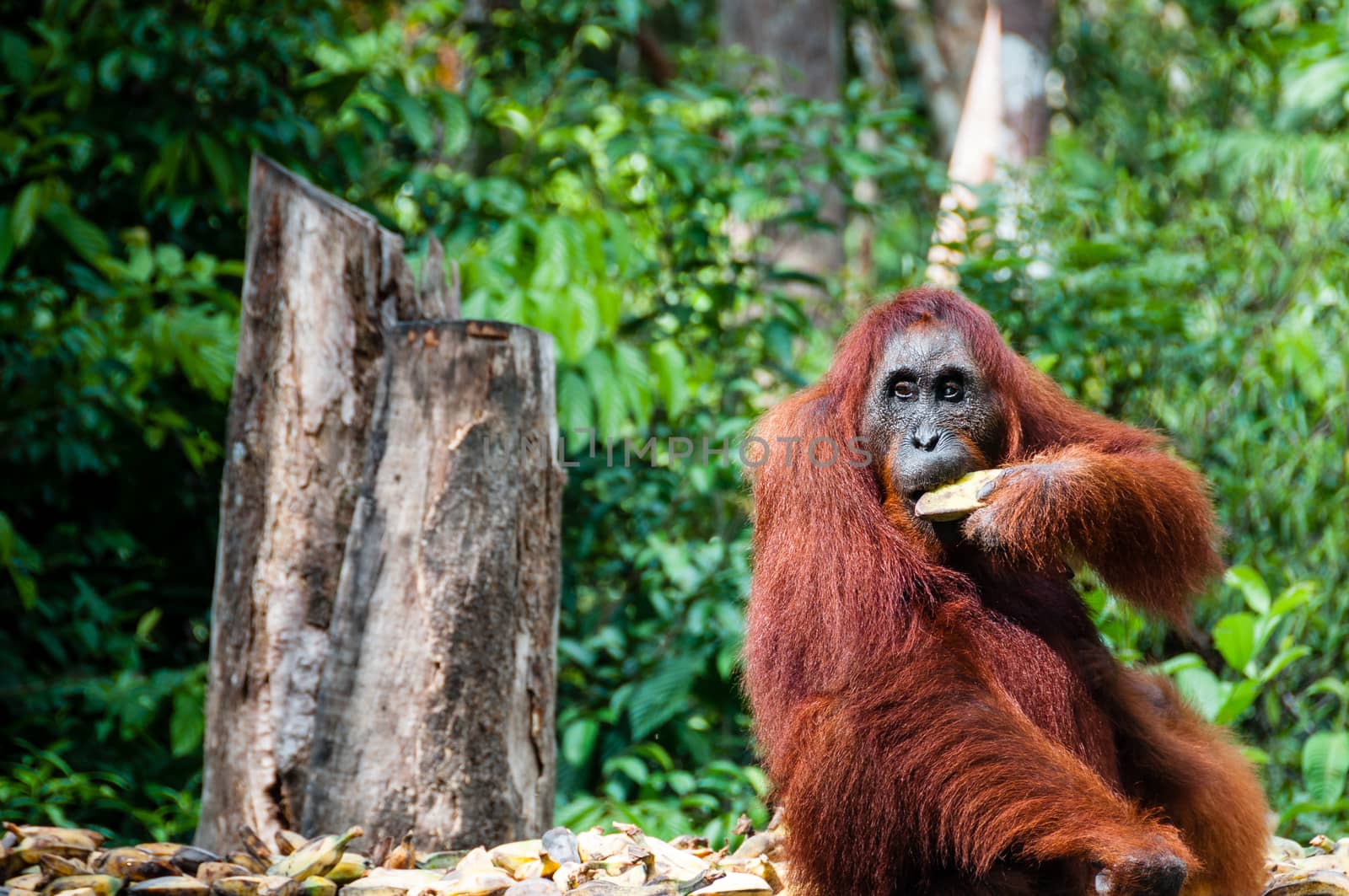 Orang Utan female with bananas in Tanjung Puting National Park Kalimantan Borneo Indonesia