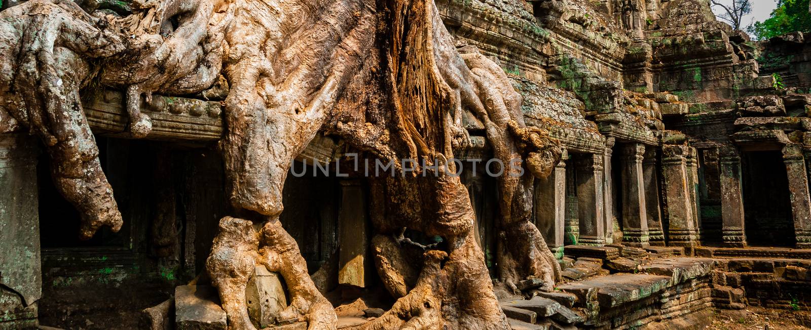 Tree at Ta Prohm in Angkor Wat