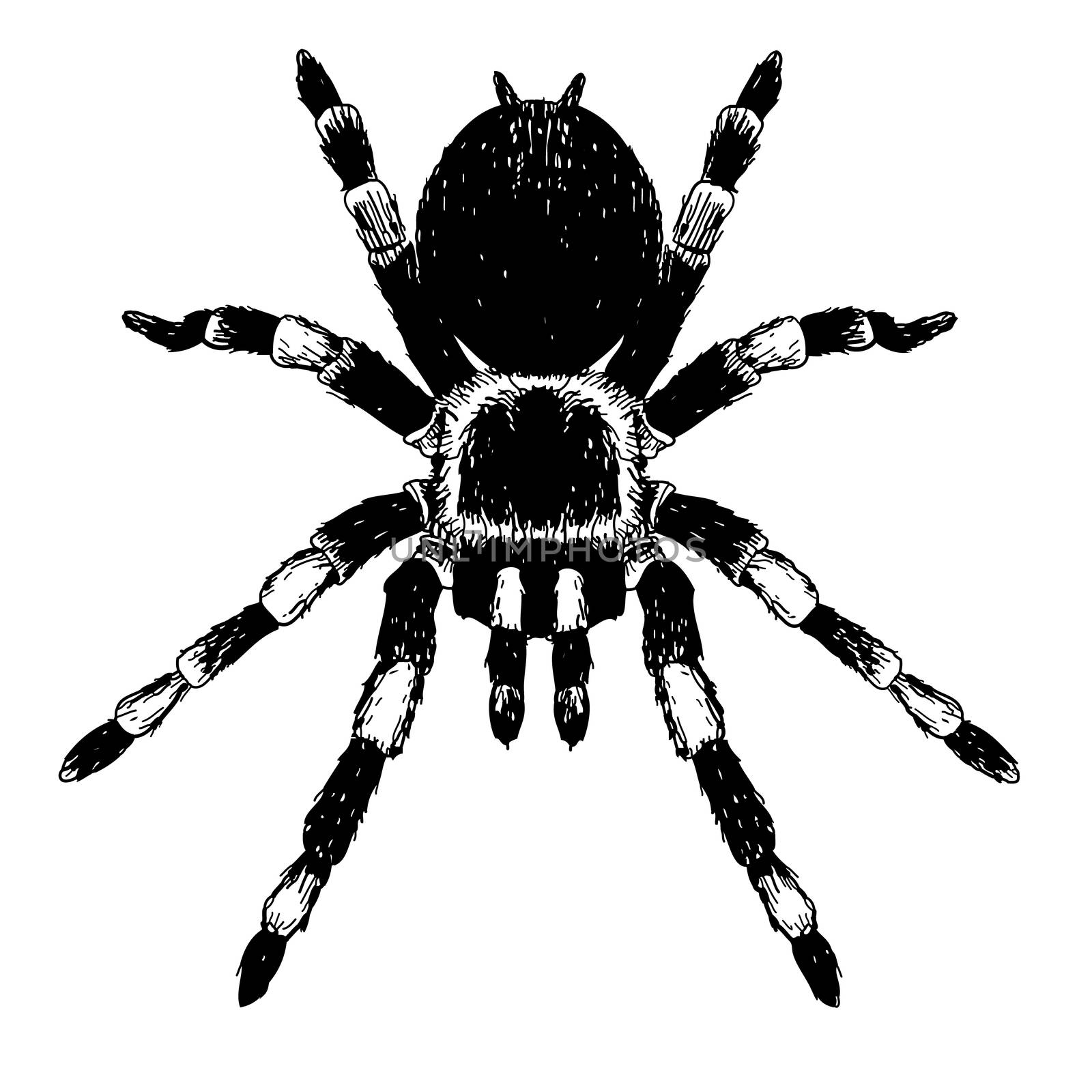 freehand sketch illustration of spider, doodle hand drawn
