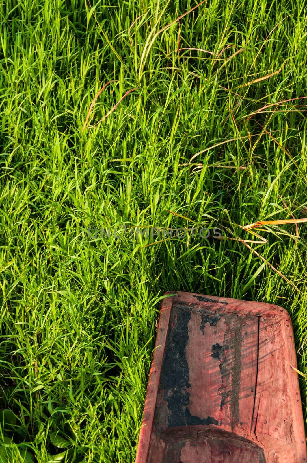 Wooden boat on green grass on the floating gardens at Inle Lake Myanmar.