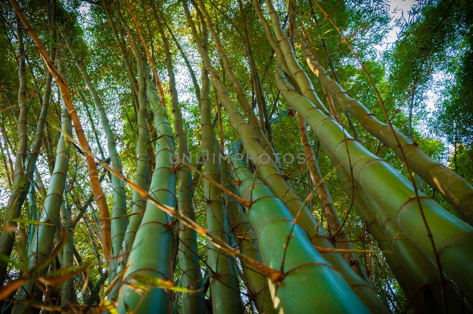 Green bent Bamboo trees in Myanmar Burma