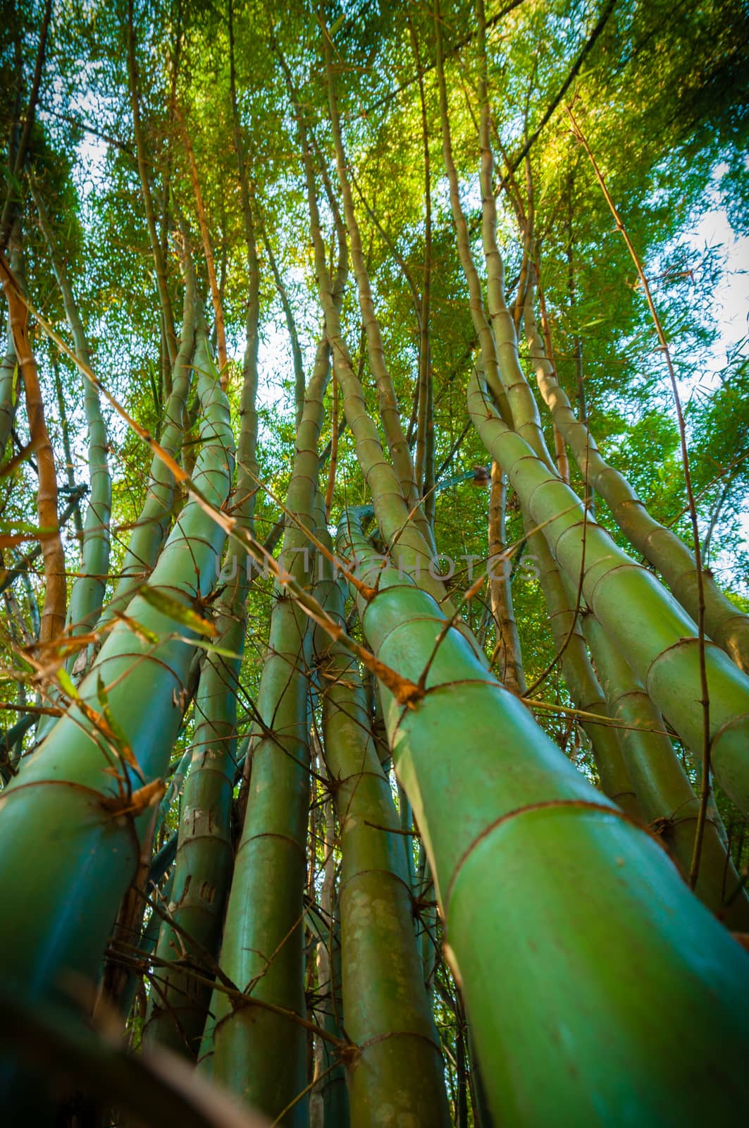 Green bent Bamboo trees in Mandalay Myanmar Burma