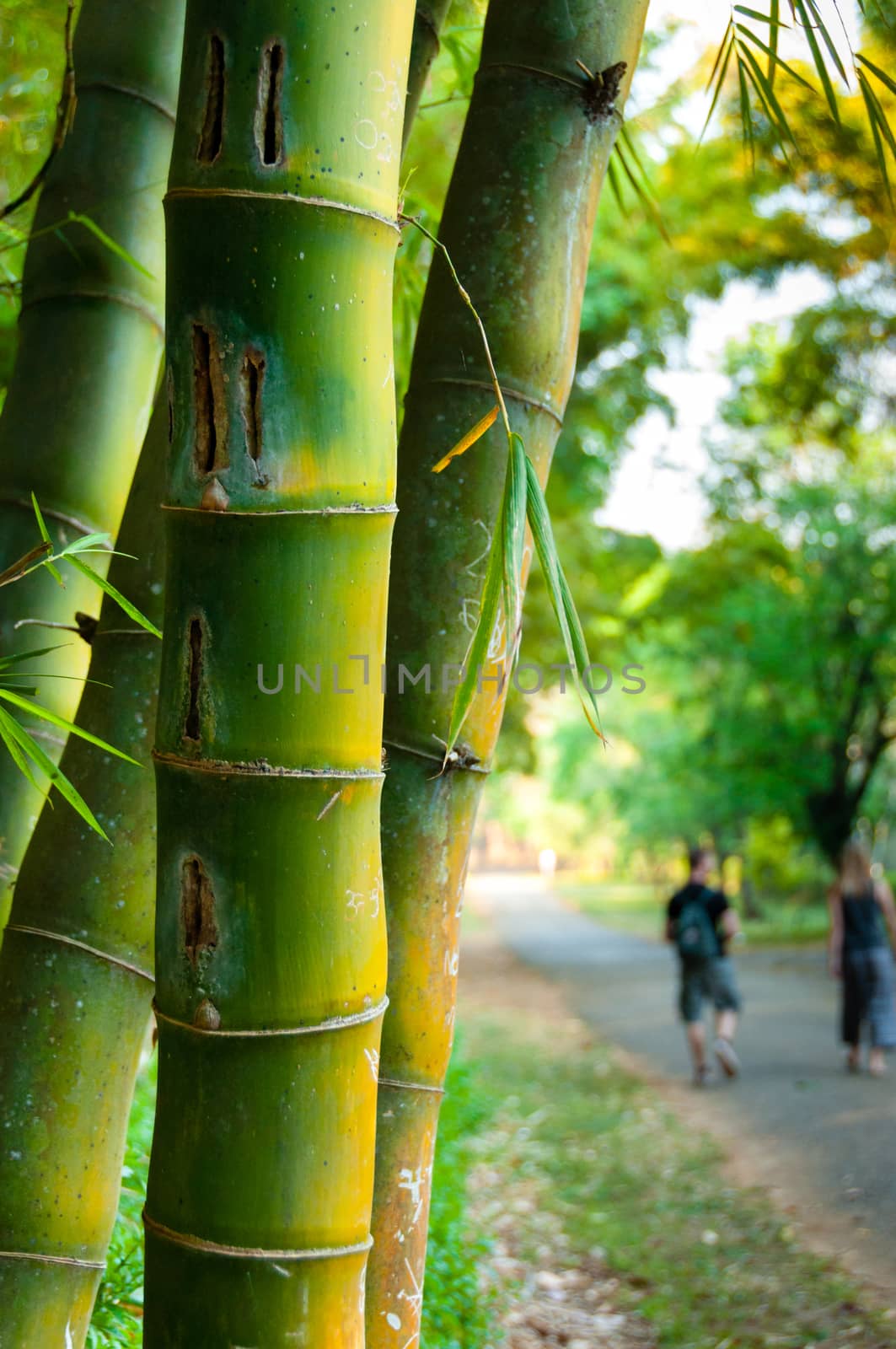 Bamboo sticks with people in background Myanmar Burma