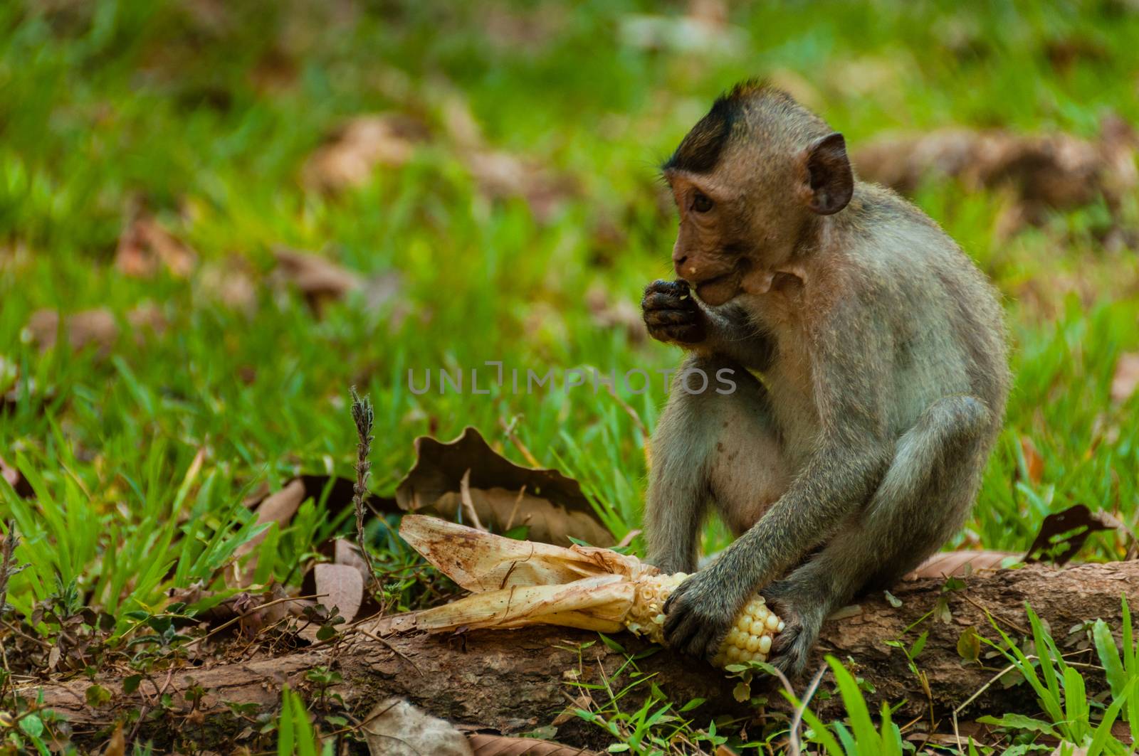 Sitting monkey macaque eating at Angkor Wat