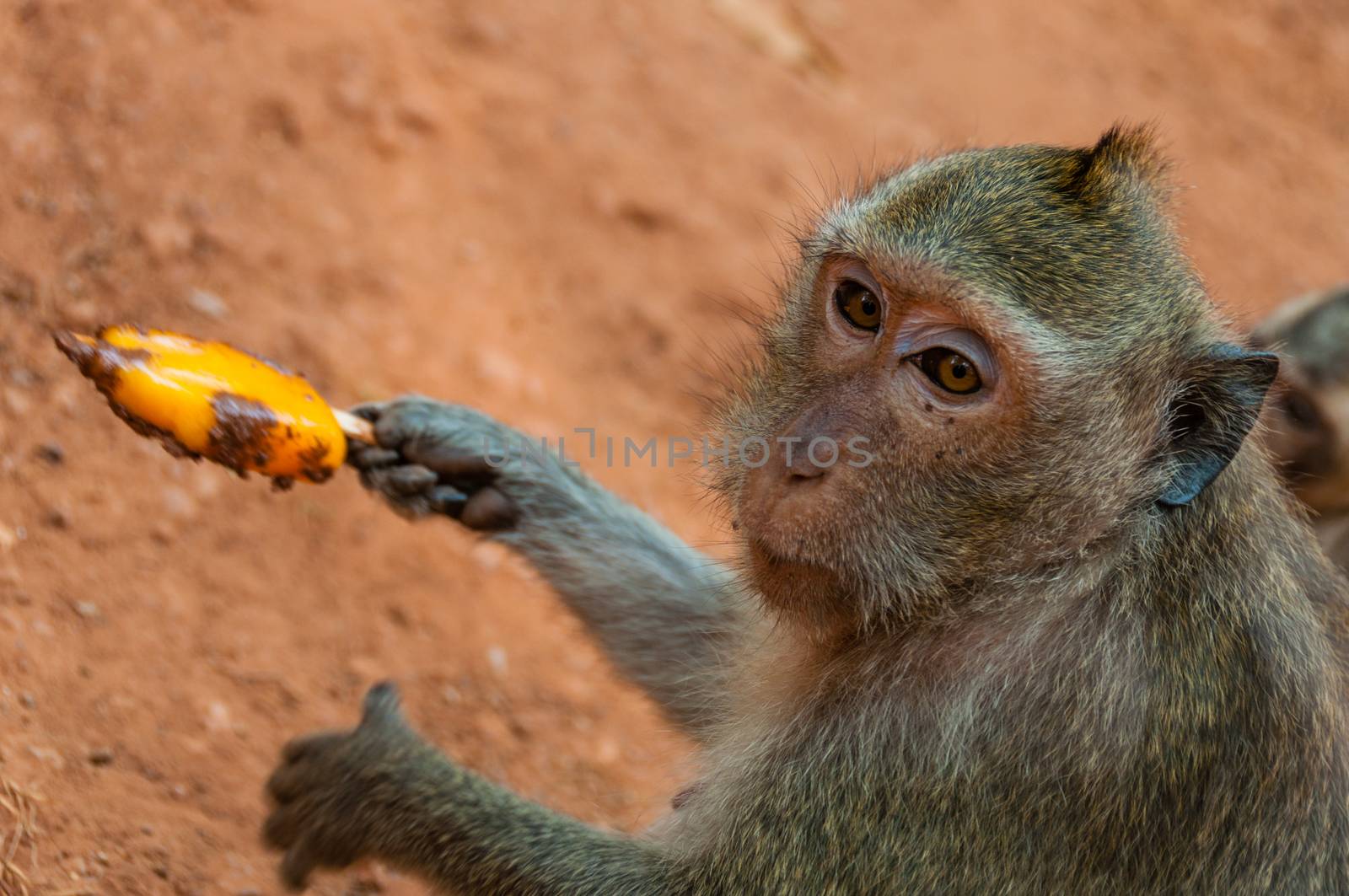 Monkey eating ice cream at Angkor Wat