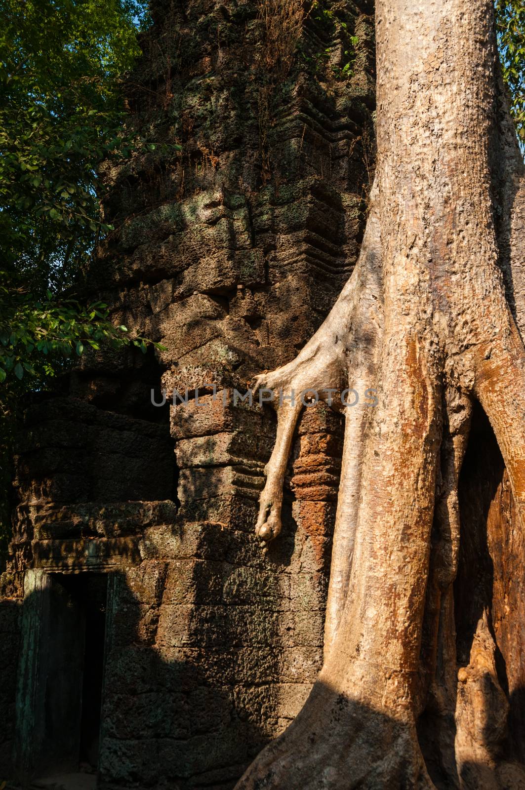 Tree on a temple at Ta Prohm Angkor Wat