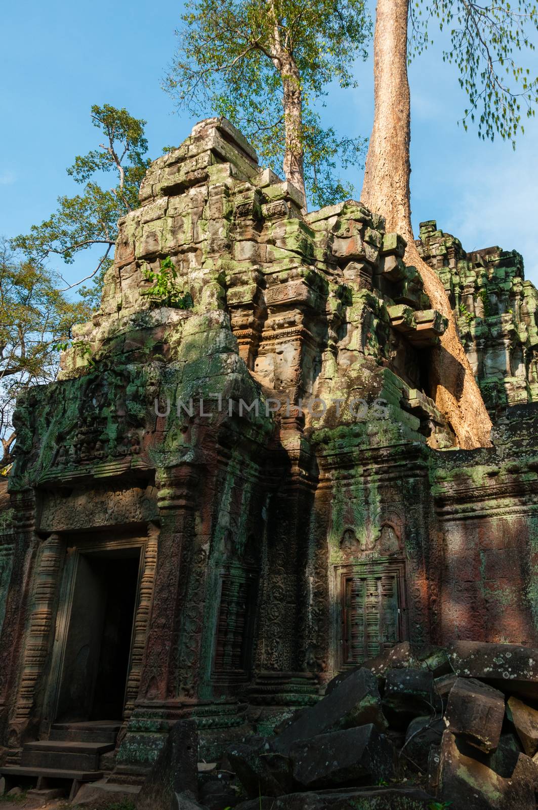 Tree on a wall at Ta Prohm temple Angkor Wat