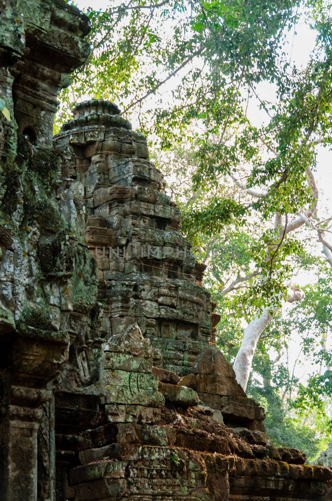 Temple Ta Prohm with branches in the back Angkor Wat