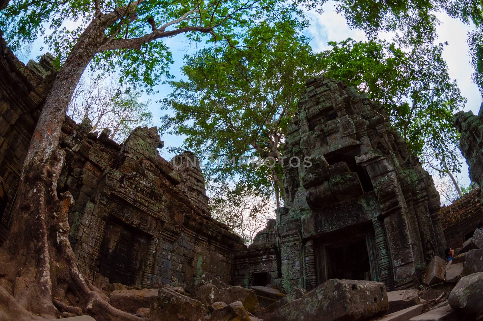 Tree and temple from below Ta Prohm Angkor Wat