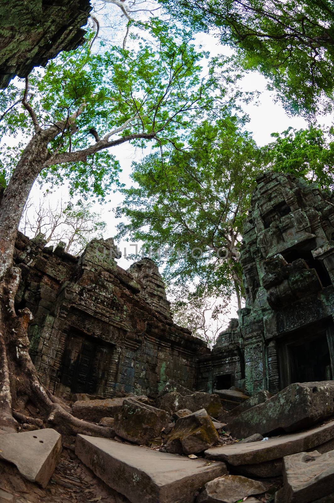 Tree and temple from below Ta Prohm Angkor Wat