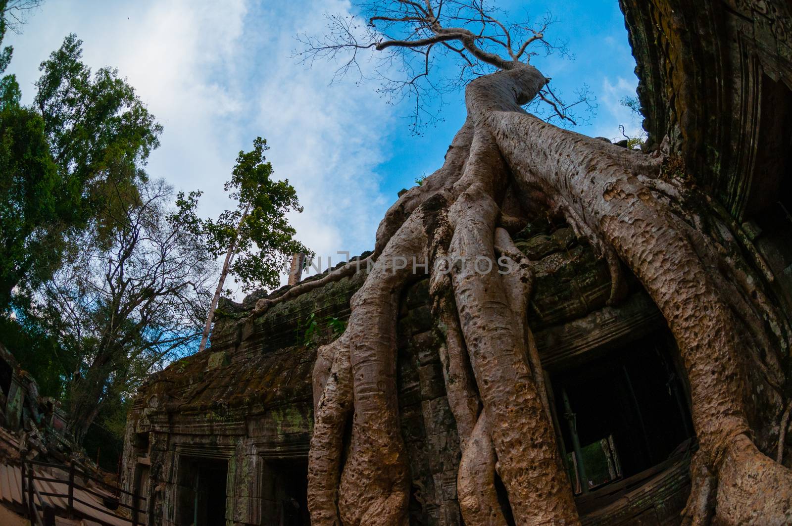 Tree from below fish eye Ta Prohm Angkor Wat