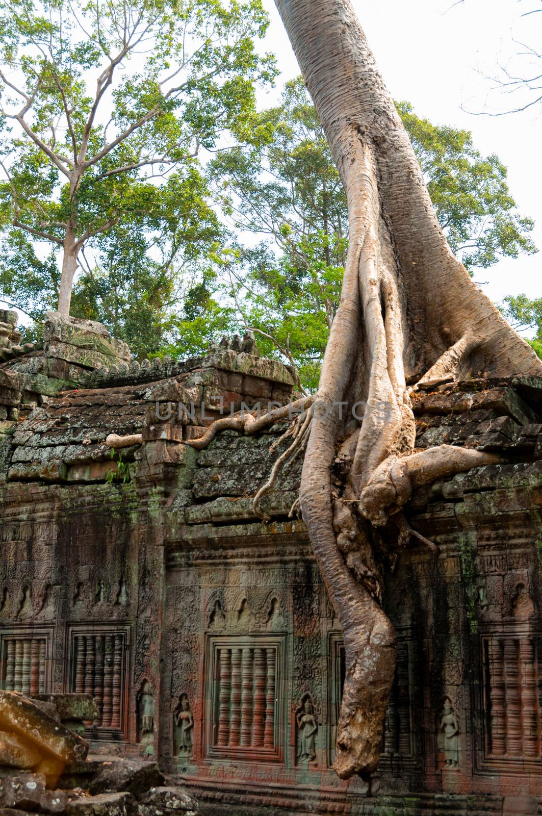 A Tree sitting on stone wall at Angkor Wat Cambodia