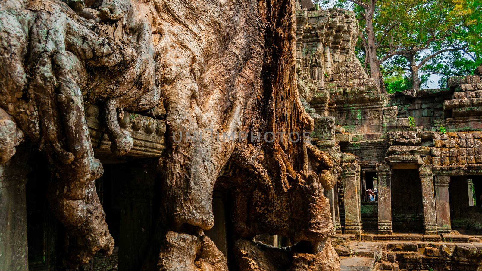 A Tree sitting on stone wall at Angkor Wat Cambodia