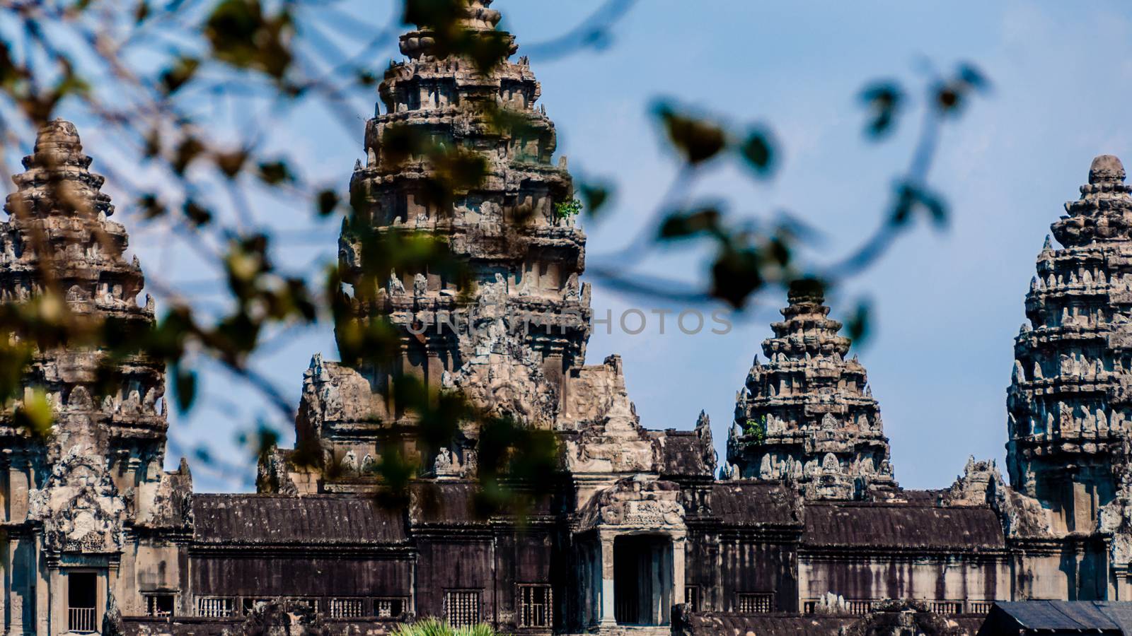 Leaves in front of Angkor Wat Cambodia