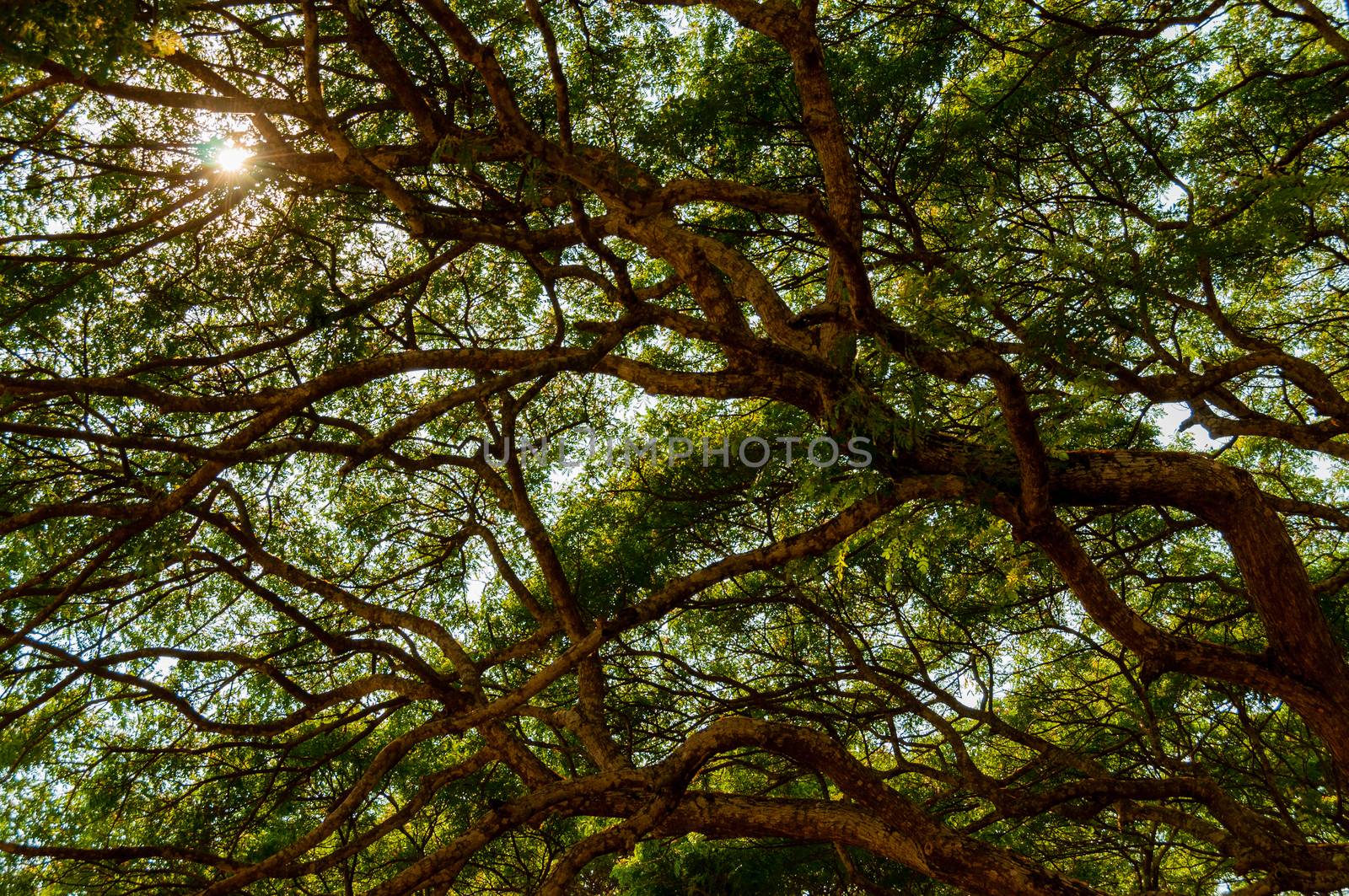 Big wild growing tree seen in Cambodia Angkor Wat