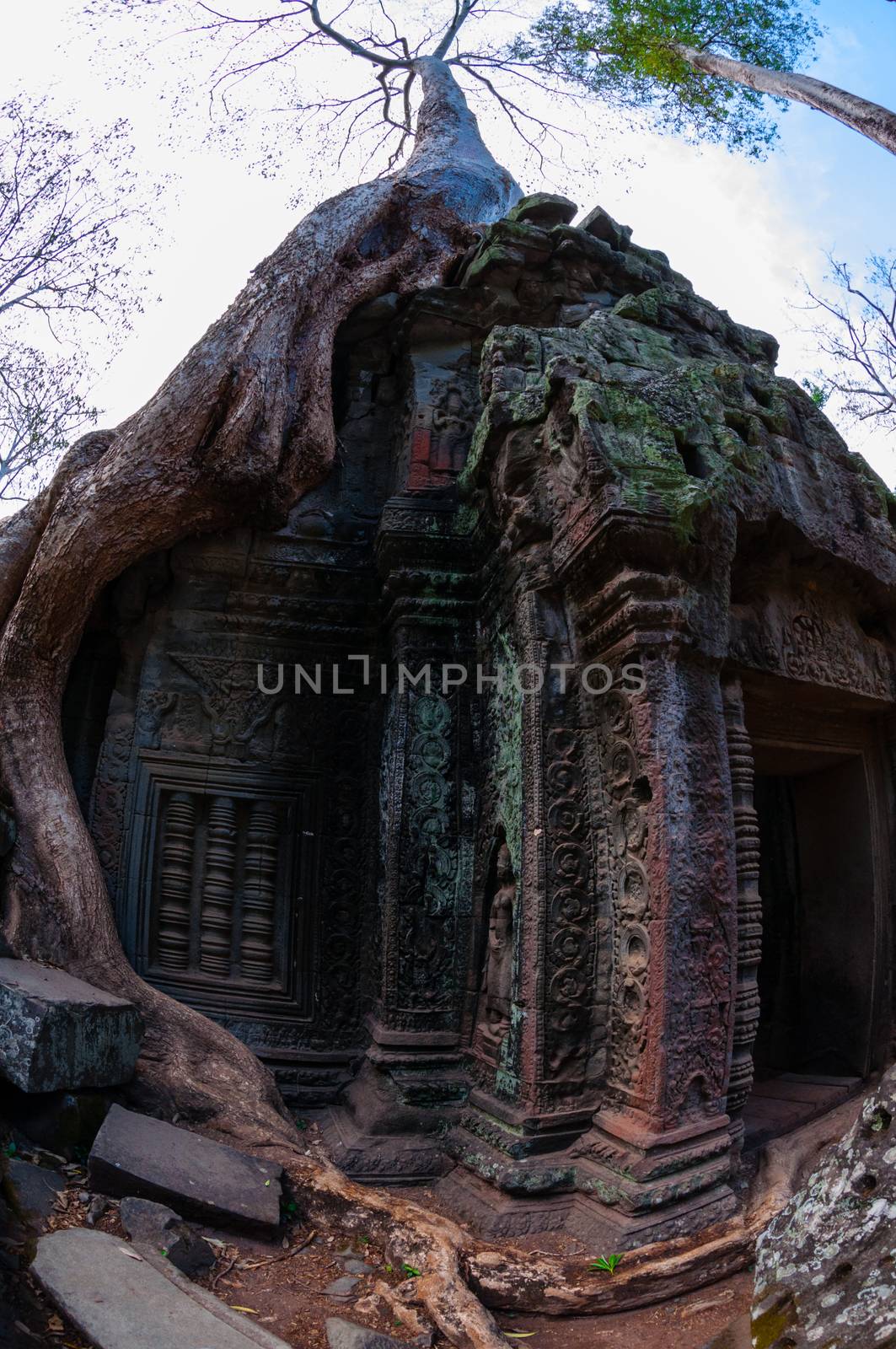 Tree with roots sitting on stone temple Ta Prohm Angkor Wat