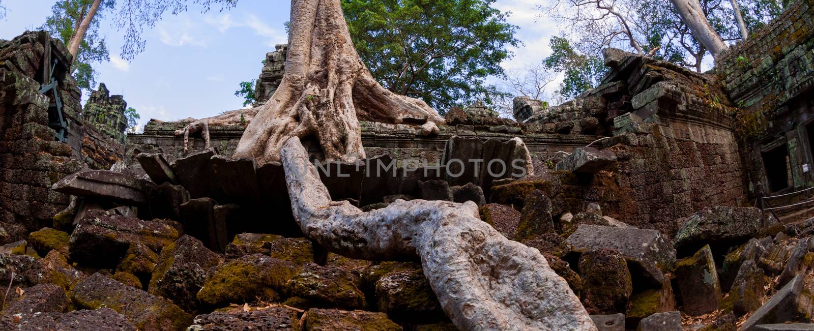 Tree with roots sitting on stone temple Ta Prohm Angkor Wat