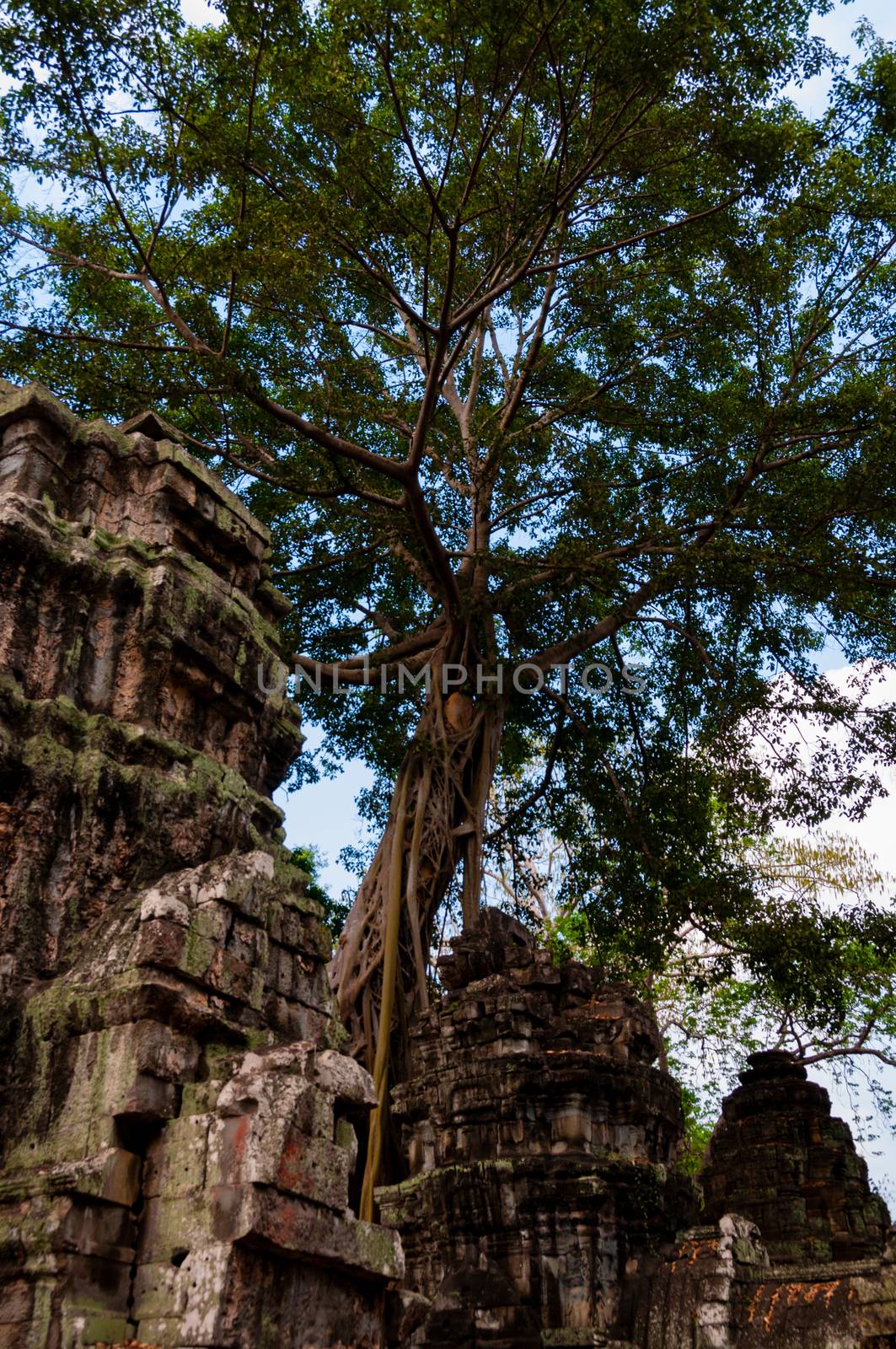 Tree on stone temple Ta Prohm Angkor Wat