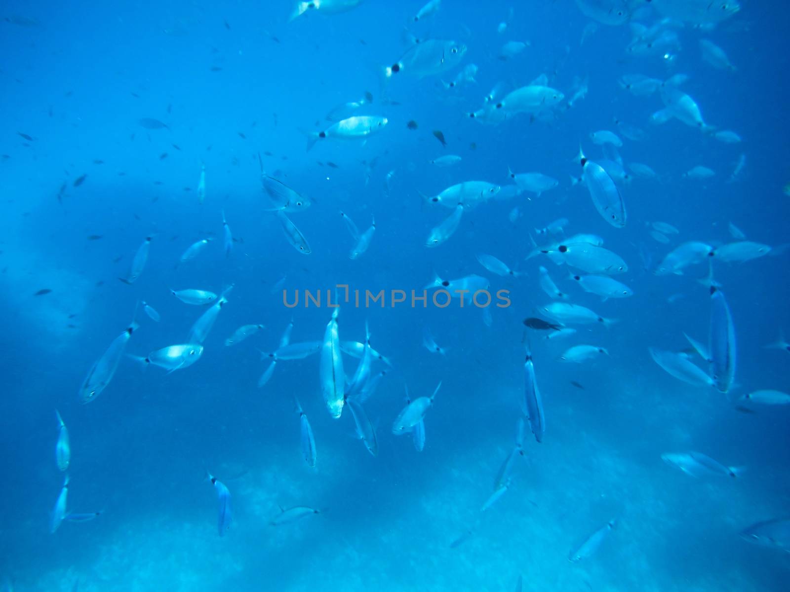 Shots of the beautiful underwater world of Sardinia