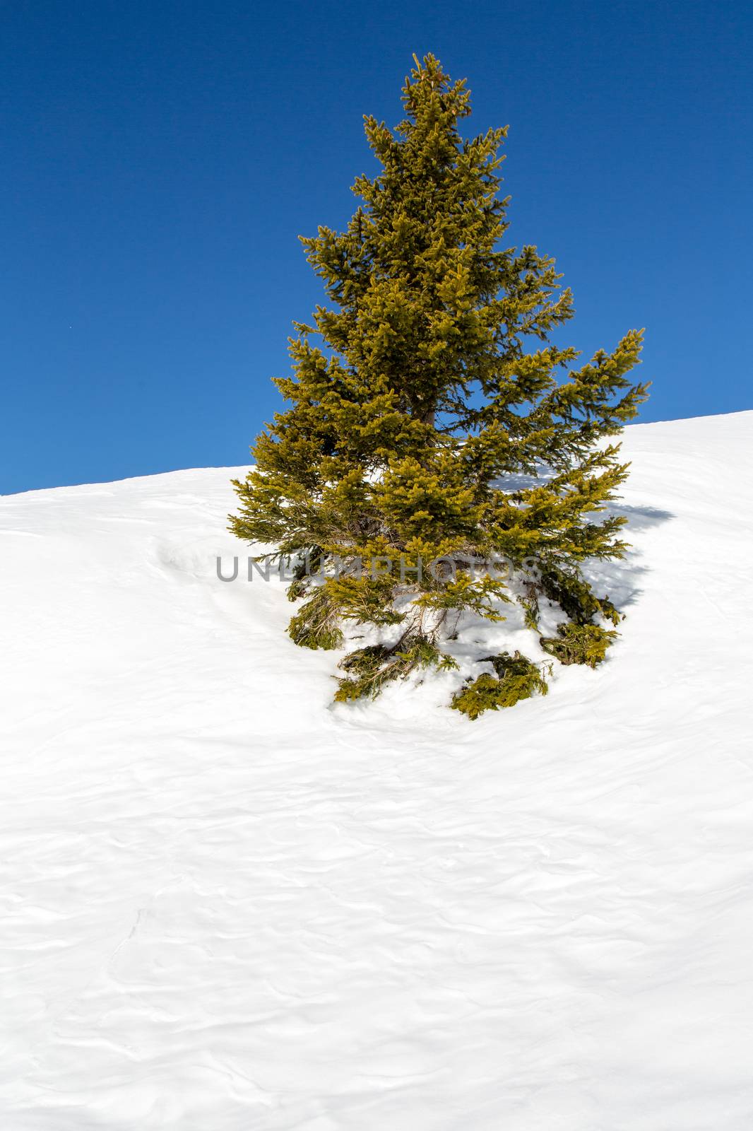 A Christmas Tree in the snow in the French Alps