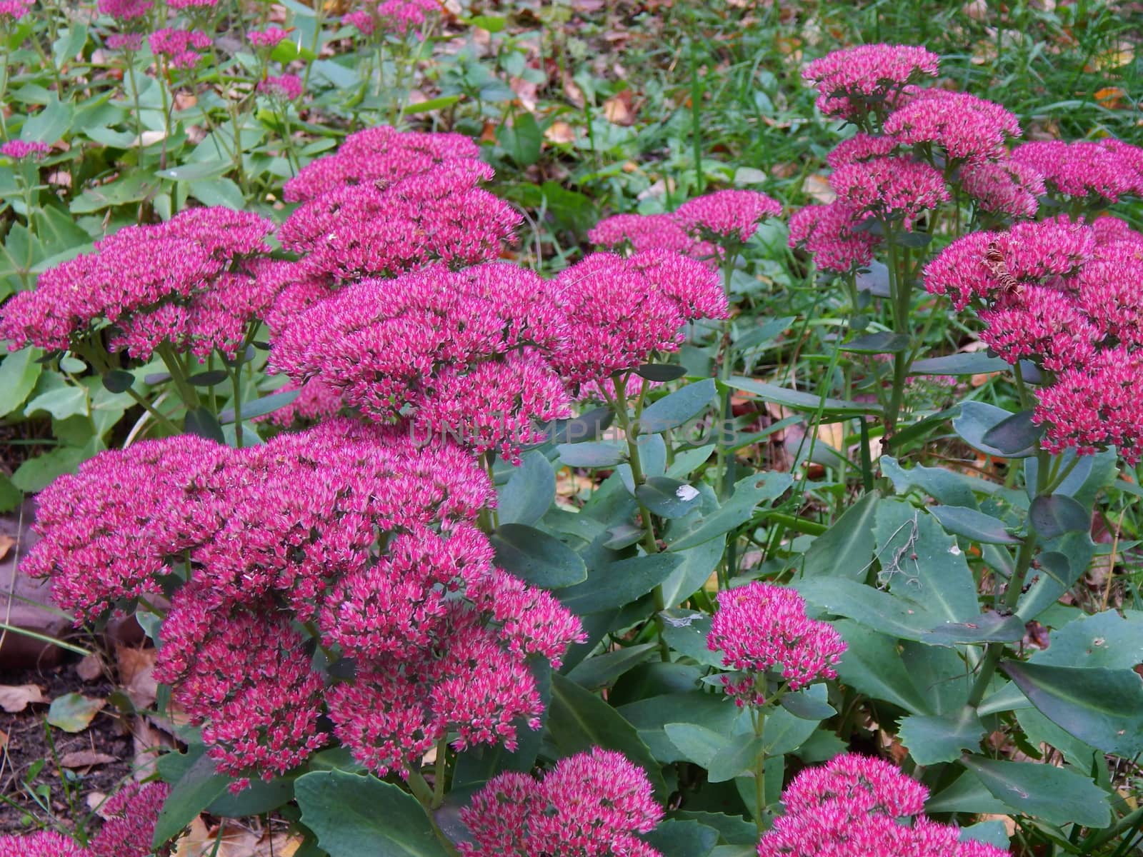 Forest purple flower