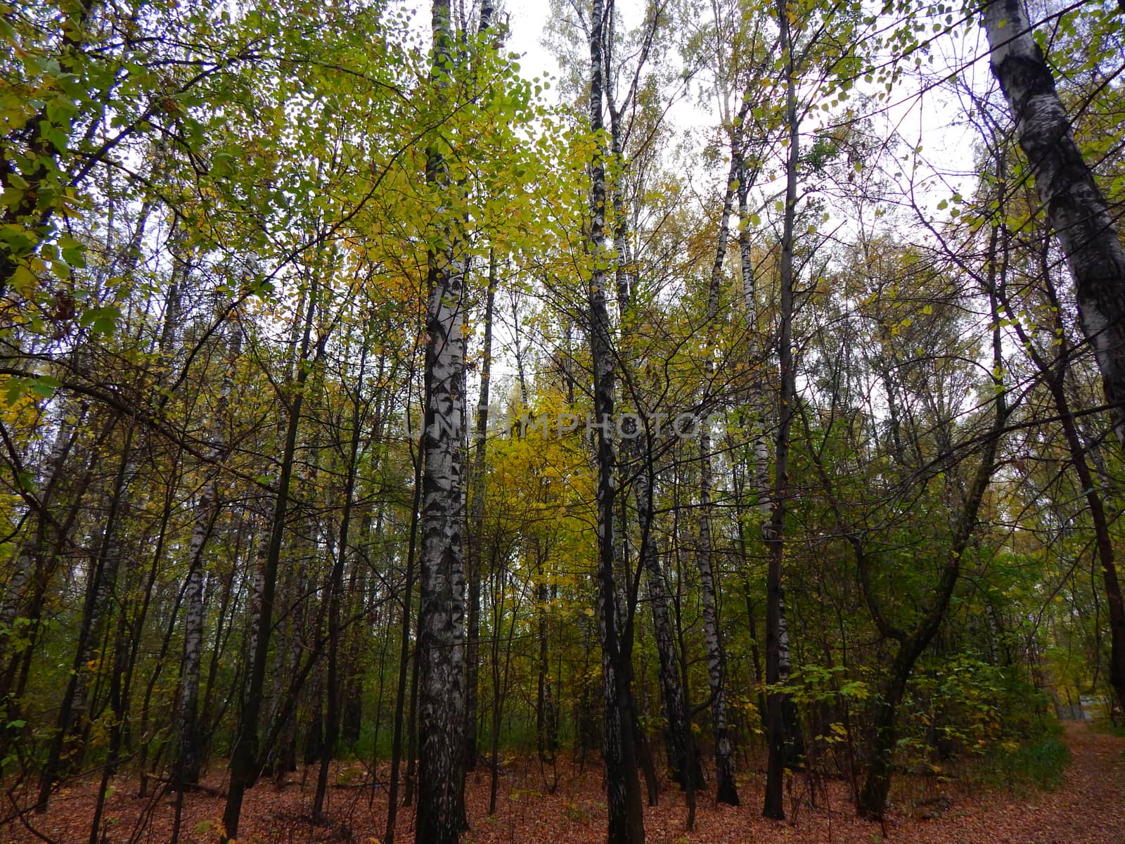birch grove in autumn by kimbelij
