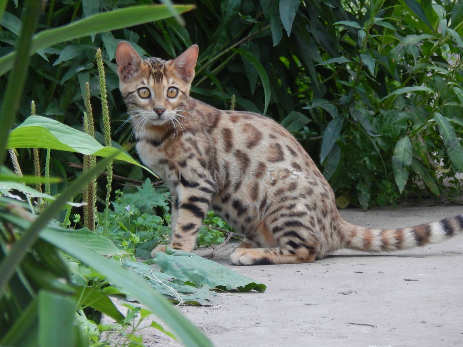 Bengal cat by kimbelij