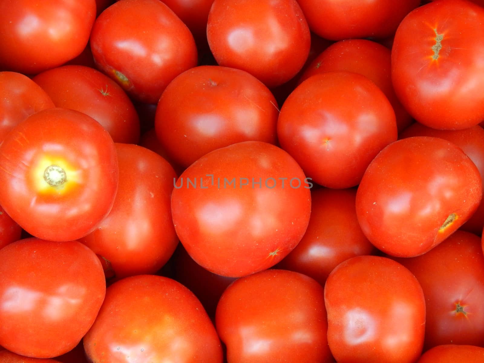 tomatoes by kimbelij