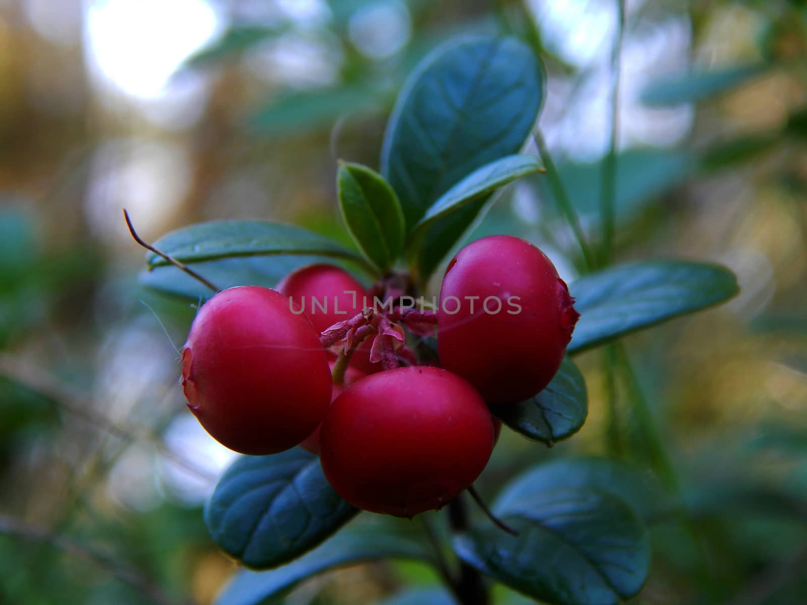 Forest on a bush cranberries