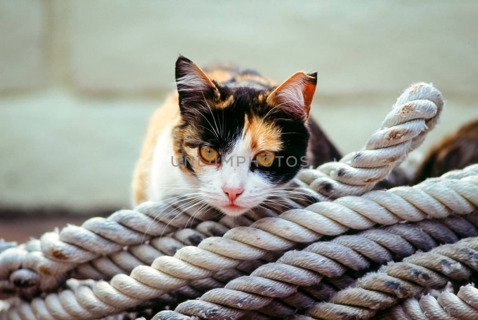 Boatyard cat resting on ropes. by Sprague