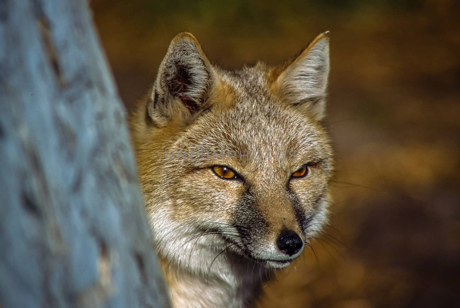 A Swift Fox focuses on prey as he waits to pounce.