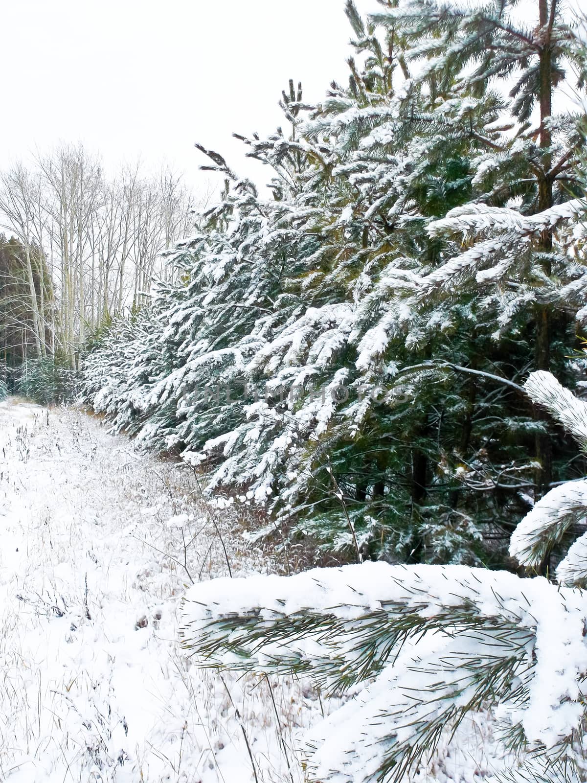 beautiful green Christmas tree in white snow