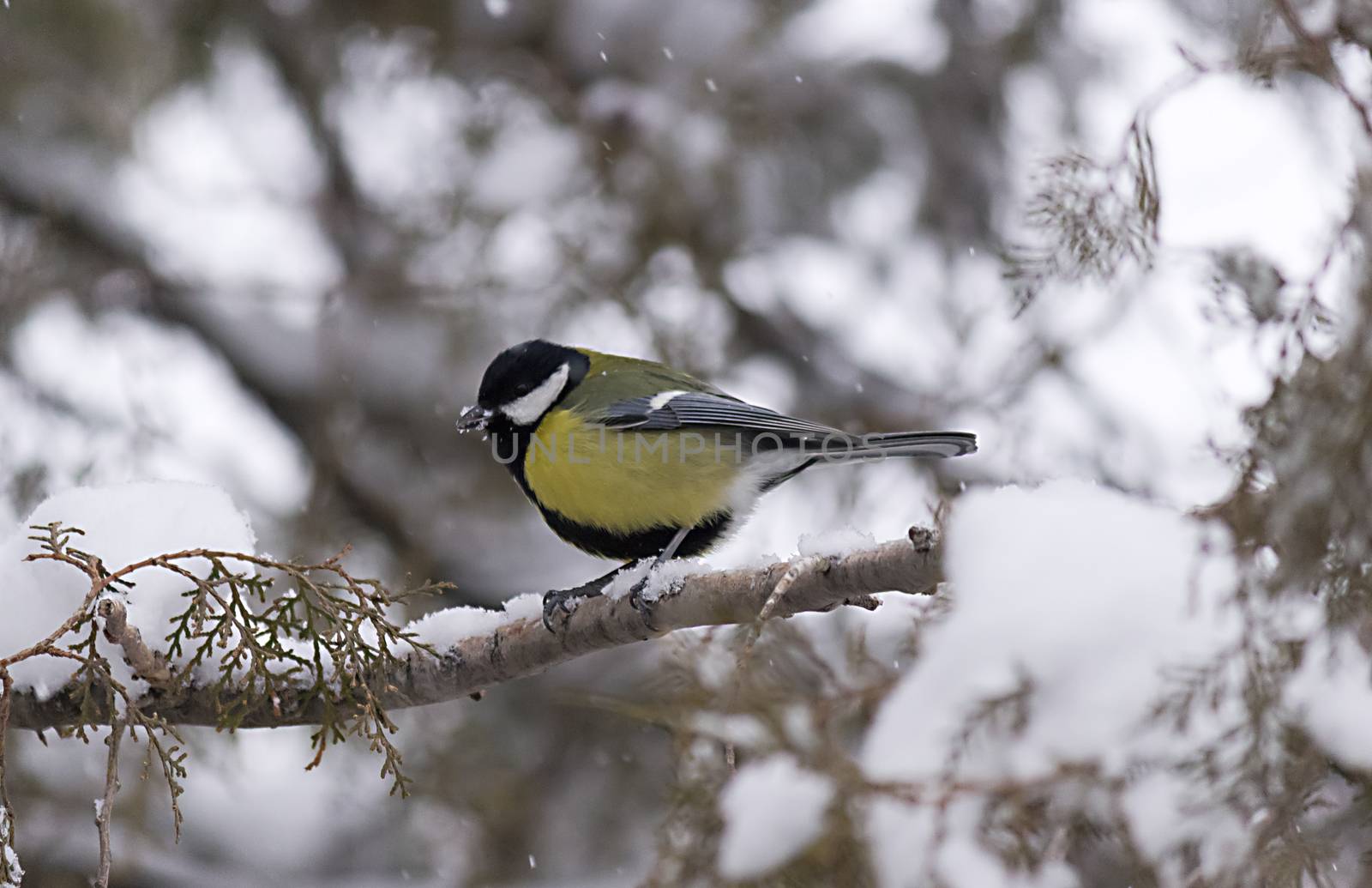 Bird in the snow by Kidza