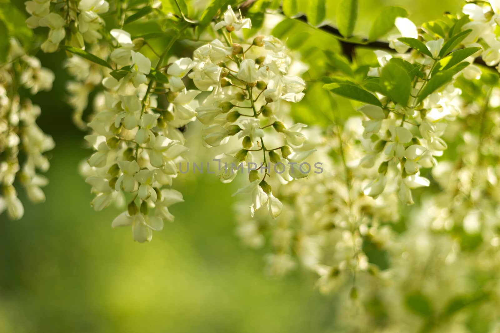 Acacia flowers in a beautiful spring day