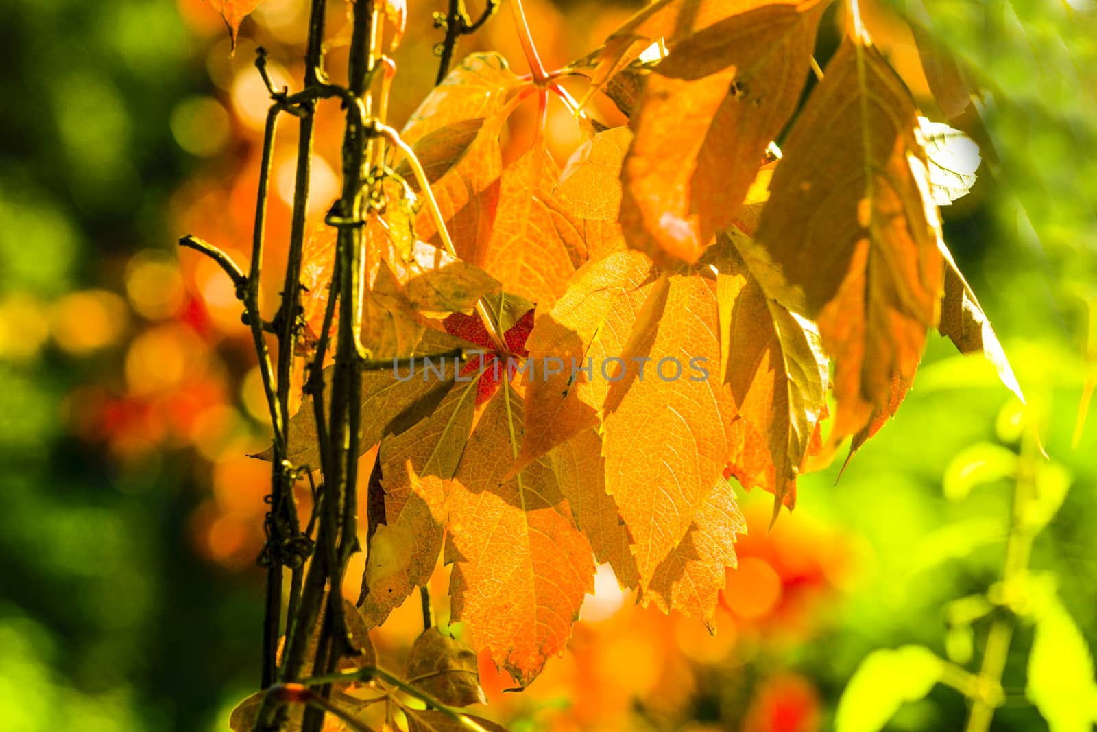 Autumn Leaves by Fr@nk
