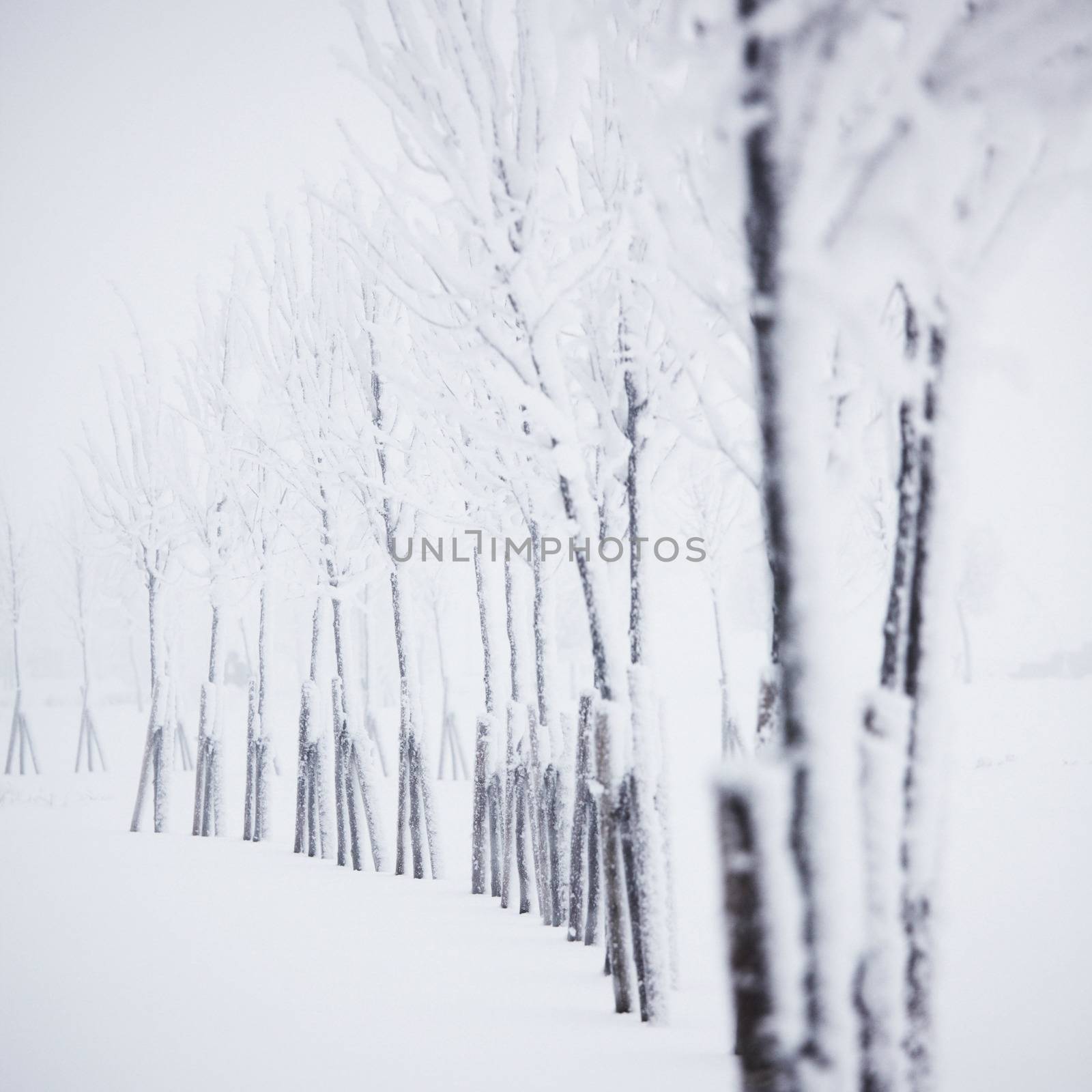 Winter forest with snow and hoar on trees 