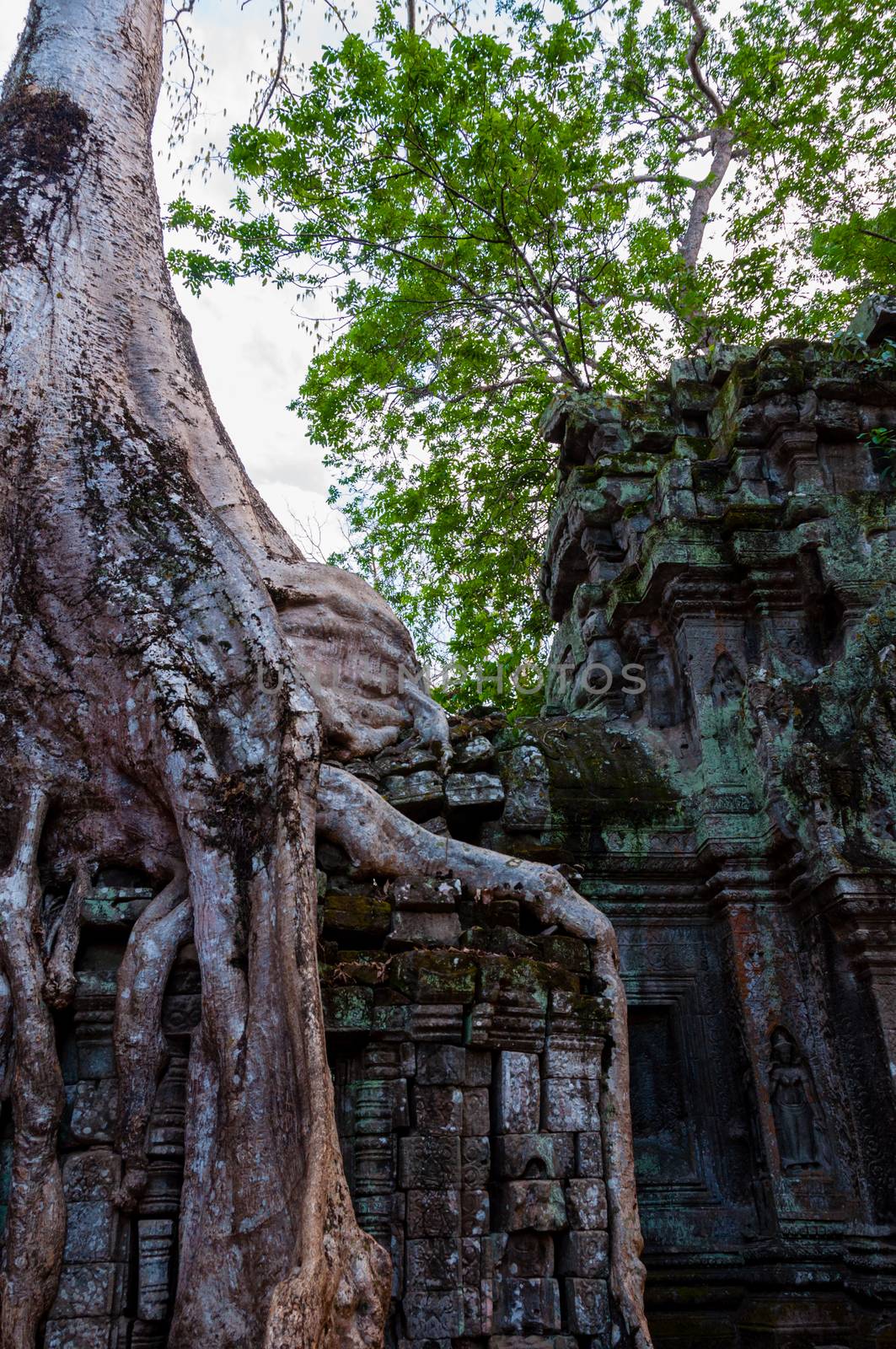 Tree with roots sitting on stone temple Ta Prohm Angkor Wat