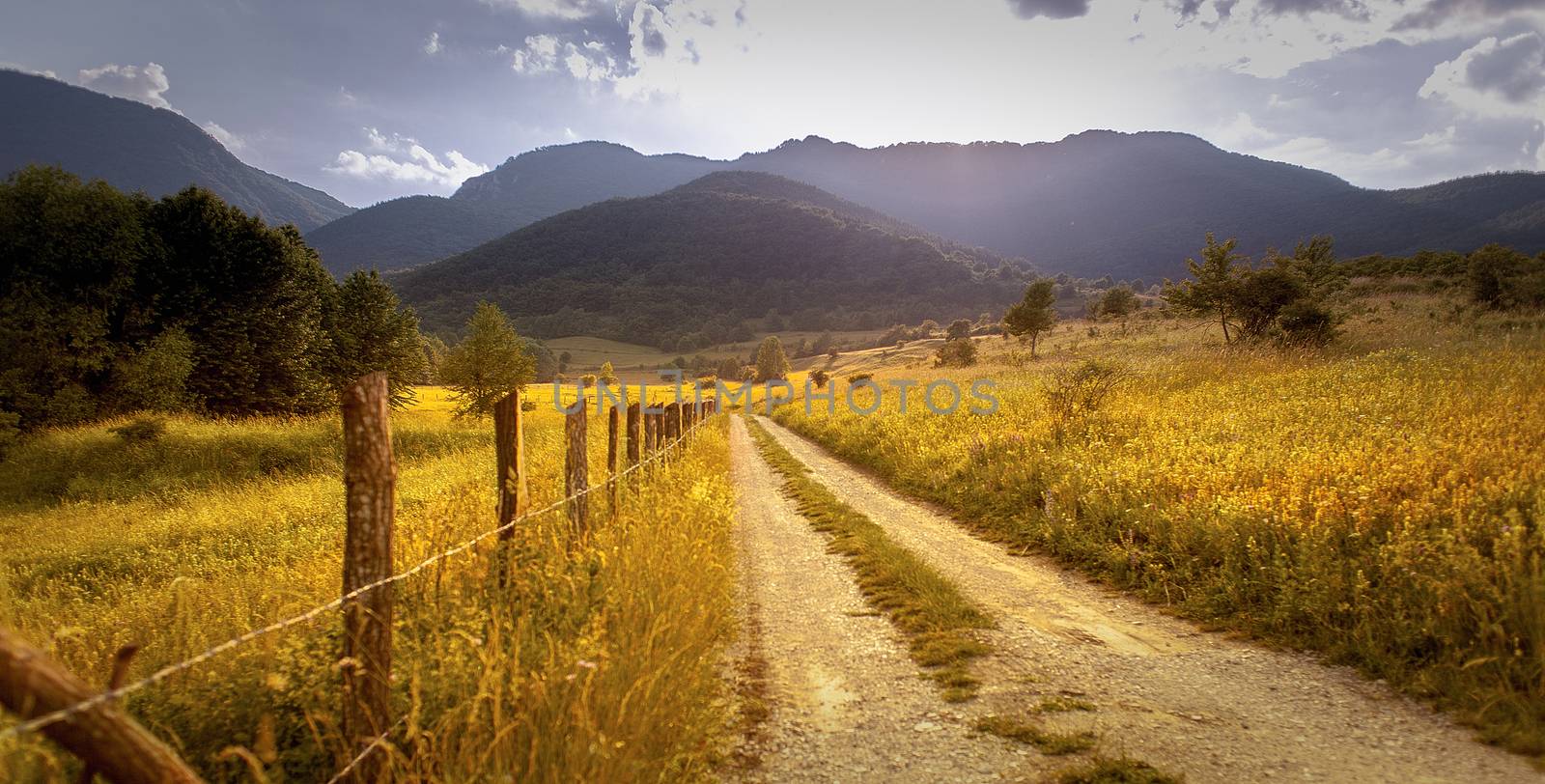 Fields of gold