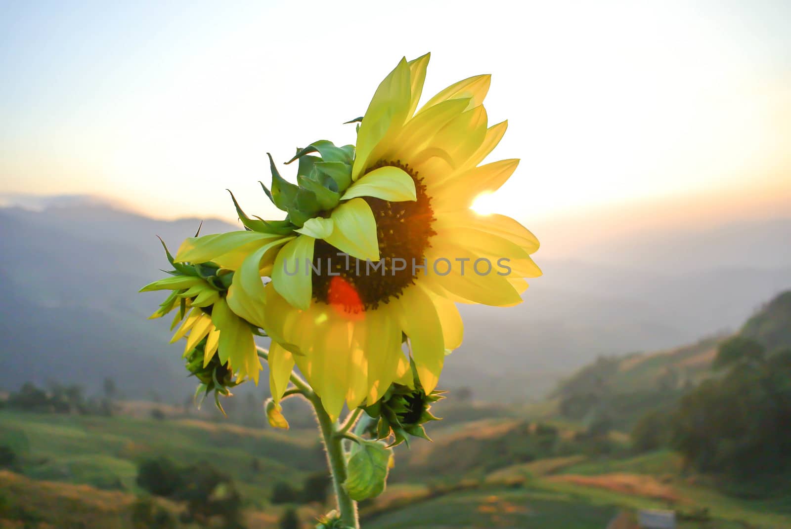 Sunflower under sunset