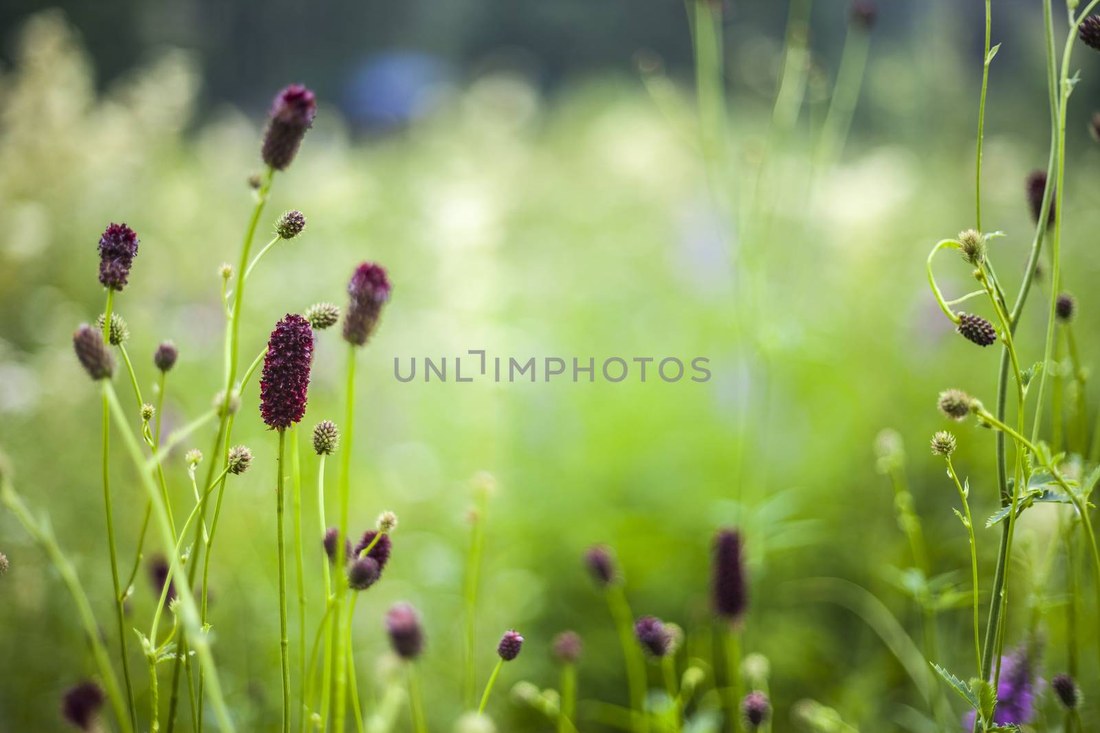 Abstract beautiful gentle spring flower background.  Closeup with soft focus. Shallow focus